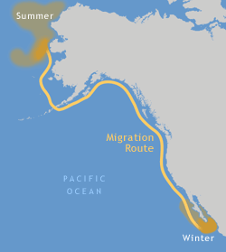 Whales Route - whale watching 