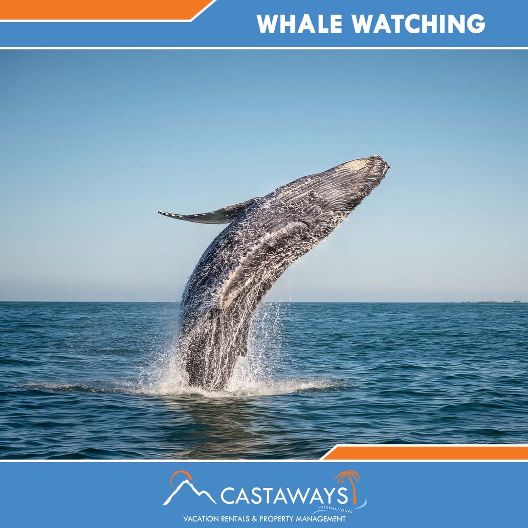 Rocky Point Things to Do - Whale Watching, Castaways Puerto Peñasco, Mexico Arizona USA